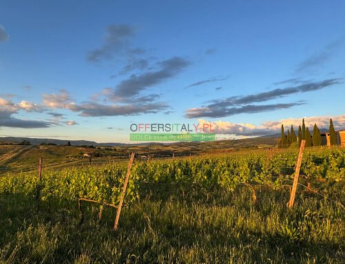 Oliwne złoto i sangiovese: XVIII-wieczna perła Montecucco szuka nowego gospodarza